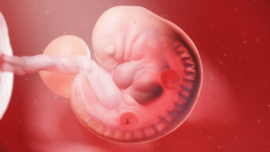 Fetal Development